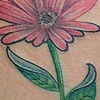Gerbera