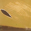 Erratic in mustard field
