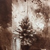 Pine Cone