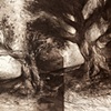 Orchard Trees