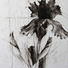 Middlebury Irises