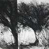 Summer Tree