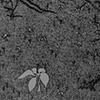 Floresta