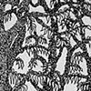 Floresta (detail close up 2)