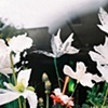 "A Plastic Garden"