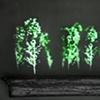 "Grove"
Detail