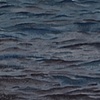 Zebra Mussel 1