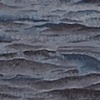 Zebra Mussel Detail