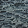 Zebra Mussel 2