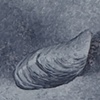 Zebra Mussel Detail 2
