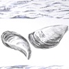 Zebra Mussel Drawing Detail