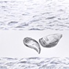Zebra Mussel