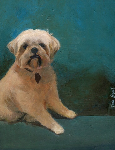 A portrait of a Lhasa Apso in oil painted by Tara Benet