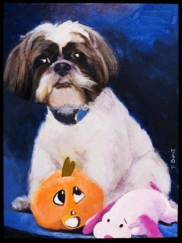A portrait of a Shih Tzu  in oil painted by Tara Benet
