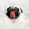 bulldog