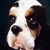 spaniel