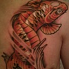 Koi