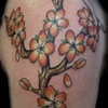 Cherry Blossoms