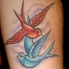 Swallows