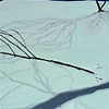 winter stillness