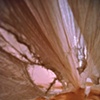 Detritus (Opulence)