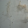 Remnants (Detail)