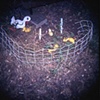 Ducks, 2009