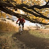 Biking under the tree