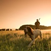 Hunting dog