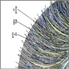 Peacock: Association Halo
text detail