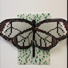 Glass-wing
