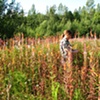 Flagging/Fireweed (performance)