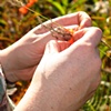 Flagging/Fireweed 2