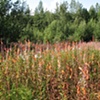 Flagging/Fireweed 4