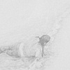Washed Ashore