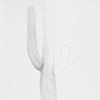 Disappearing Saguaro