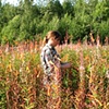 Flagging/Fireweed 1