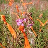Flagging/Fireweed 3