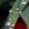 Macro Photography