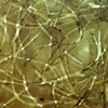 Complexity