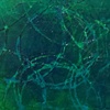Algae
