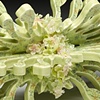 Artificial Phylum