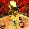 Sewa Sis