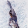 Blue Swimmer