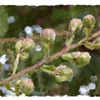 Spring Buds