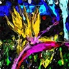 Birds of Paradise-Mary Harris Photography