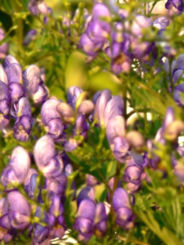 Shells in Bloom