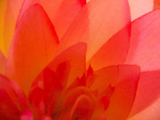 Soft Flower