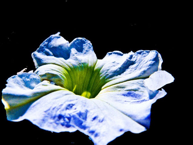 Whites