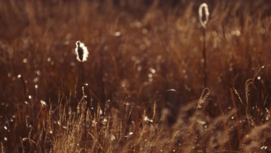 Bullrushes